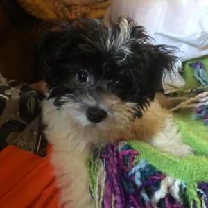 Meet your Posher, Barb